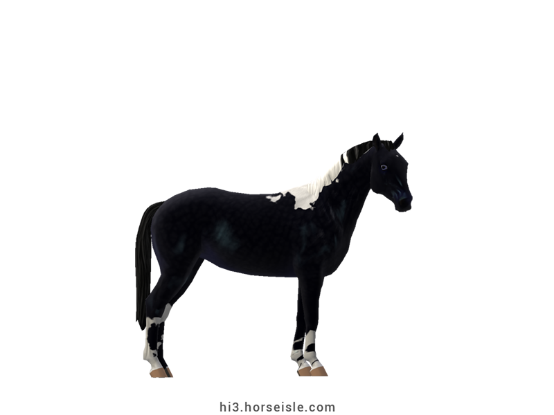 German Riding Pony Black Tobiano Coat